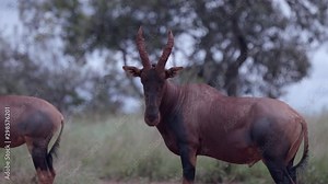 A nice antelope standing out in the landscape of africa in akagera national park