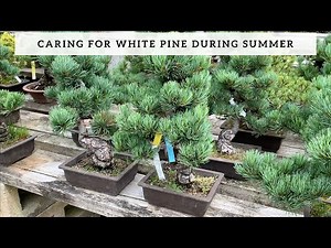 Problems with Japanese White Pines