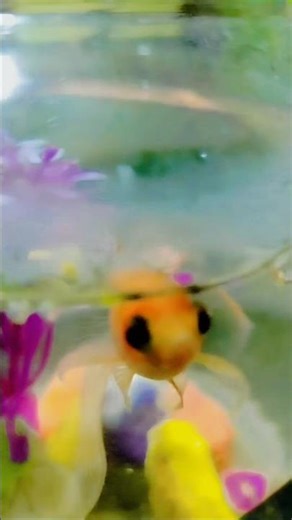 New design fish 🐟🐠 please like comment and share #funny #shorts #subscribe