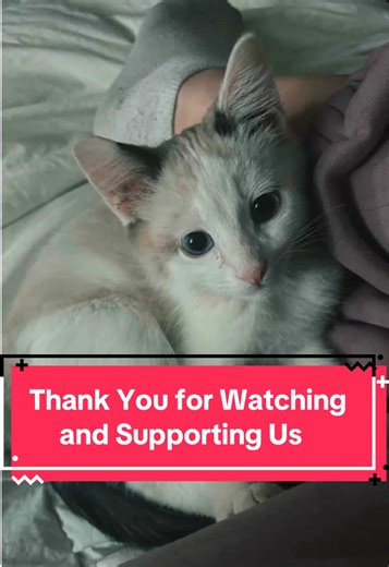 it’s been a long month of TNR, building a fence, caring for our indoor rescues, caring for family, but I’m grateful I get to do it. We’re in desperate need of a separate quarantine space. I love you all. #catrescue #tnr #tnvr #mebosanimalrescue