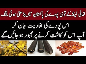 How to Grow Cascia Fistula Amaltas Tree | Care of Golden Shower Tree | Health Benefits of Amaltas