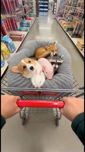 Aren’t They Adorable? 🛒🐶🐰🐷 #petstore