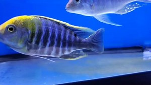 31 reactions · 13 comments | Aulonocara Maylandi have colored up nicely in our tanks. They are available at www.southeastcichlids.com or email us at sales@southeastcichlids.com. #africancichlids #southeastcichlids | South East Cichlids | Facebook