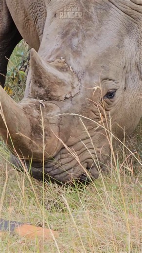 Up close with a white rhino!! #mararhinoproject #lalashemaasaimara #luxurysafari To enquire about, or book, a safari at one of Lalashe Maasai Mara's Camps you can email reservations@lalashemara.com Call or WhatsApp 254727111195 or visit the website at www.lalashemara.com Download our brochures to learn more about the camps: www.lalashemara.com/brochures | Rob The Ranger Wildlife Videos