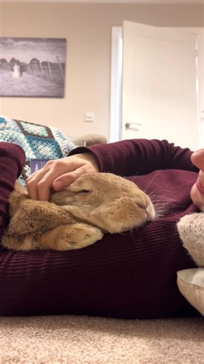 Embrace Pet Love: Rabbit Joys Await You