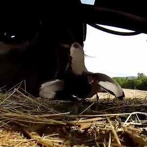 3.9M views · 106K reactions | El valor de una madre ❤ El amor maternal pertenece a todas las especies ❤  | Mundo Animal | Facebook