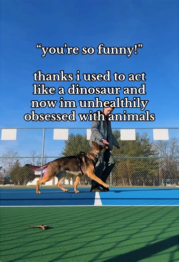 literally til i was 10😀 #wildcaughtkipper #kipperthedog #kipper #servicedog #sdit #servicedogintraining #multipurposeservicedog #cardiacalert #cardiacalertdog #cardiacalertservicedog #psychiactricservicedog #psd #germanshepherddog #gsd #germanshepherd #workingline #wlgsd #workinglinegermanshepherd #workingdog #workingdogs #sportdog #bitesports #bitesportdog #bitework #dogbite #bitedog #psa #mondio #mondioring #pots #eds #heds #dinosaur #kid #younger #animals
