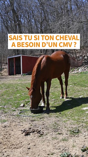 26K views · 76 reactions | 鸞SAIS TU SI TON CHEVAL A BESOIN D'UN CMV ?...