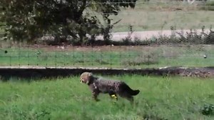 Three cheetah cubs born at an Australian zoo ventured out of their den and into their habitat for the first time this week. STORY: https://bit.ly/3JfCziN Video Credit: Zoos SA/Geoff Brooks via Storyful | FOX 13 News - Tampa Bay