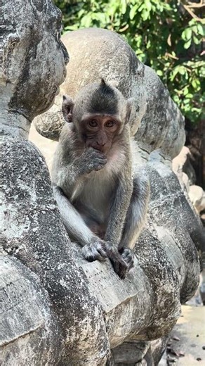 The pregnant mother and the little monkey are as close as a mother and child. #viral #animal#monkey