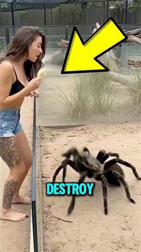 Top 3 Insects That Would End the World! 😱