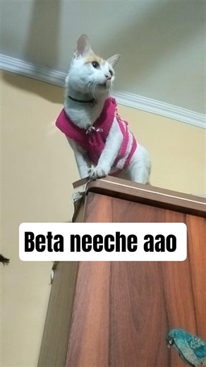 Beta neeche aao #cat #catcomedy #funny #funnycat #catmemes #viralshorts #trendingshorts #catshorts