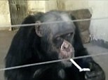 Chimp chain smoking two cigarettes at a time goes viral