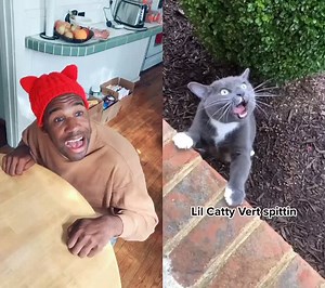 Rapping Cats Compilation