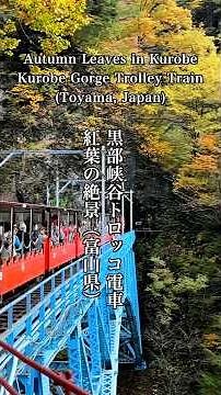 黒部渓谷鉄道トロッコ電車の紅葉 Autumn leaves in Kurobe Gorge trolley Railway#黒部渓谷鉄道#紅葉の名所#トロッコ電車の紅葉#観黒部光 黒部渓谷鉄道