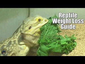 How to Help An Obese Bearded Dragon Lose Weight!