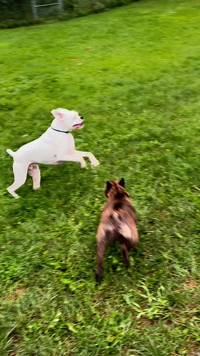 Boog, Fox, Gimley and Vlad | The Dog Ranch/Boarding Dogs