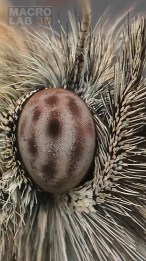 69K views · 1.1K reactions | Compound Eye of a Small Heath Butterfly in Motion: | MacroLab3D | Facebook