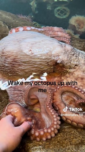 Color Changing Octopus: Wake Up with Me