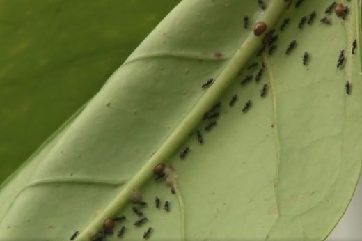 Cochenille à carapace : 5 traitements naturels efficaces à découvrir