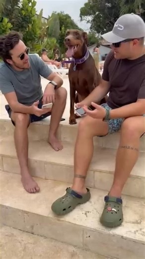 MIIA | Chip de Identificación Para Mascotas on Instagram: "Hay decisiones que te dan tranquilidad inmediata. Y cuando viajas con tu mascota, eso lo es todo. Al llegar a Colombia, él eligió MIIA para no dejar nada al azar. Con PetGuard, puede monitorear a su mascota y consultar con un veterinario 24/7, esté donde esté. Sin estrés. Sin incertidumbre. Con la seguridad de saber que alguien experto está ahí si algo pasa. Porque cuidar de tu mascota también es sentirte tranquilo lejos de casa. 🐾💙"