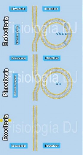 Endocitosis y exocitosis | Endocitosis y exocitosis fisiología