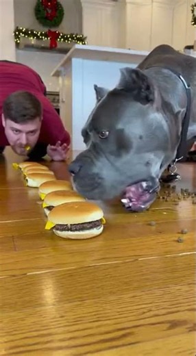 Mr Beast vs Cat vs Dog vs Man Food Race Who Wins #shorts #funny #challenge #animals