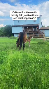 263K views · 3.7K reactions | Mama’s a party pooper  #foal #horsetok #baby #foalsoftiktok #farm #cute | Hirowomega | Facebook