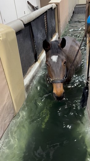 #pegasustrainingandrehab #geldingsofinstagram #coltsofinstagram #filliesofinstagram #maresofinstagram #thoroughbredsofinstagram #racehorsesofinstagram #warmbloodsofinstagram #pnwhorses #showjumpersofinstagram #eventingnation #eventersofinstagram #dressagehorsesofinstagram #cowhorsesofinstagram #reininghorsesofinstagram #nrhareining #ushja #wshja #usef #usdf #equinesofinstagram #horsesofinstagram #equestriansofinstagram #equinerehab #equinerehabilitation #horsepool #equinefitness #equinefitnessan