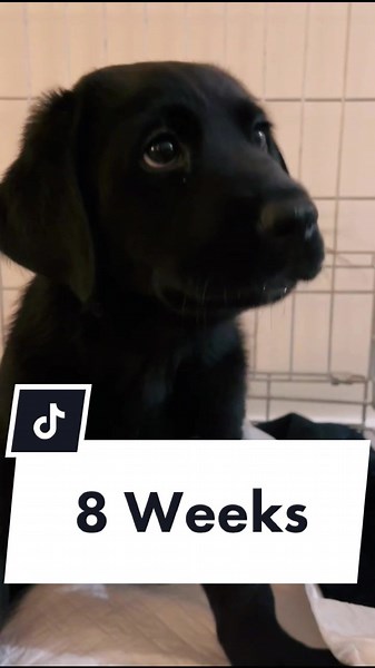 8-Week-Old Newfoundland Mix Puppy Adventure