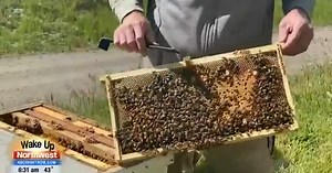 Benefits of Eating Local Honey