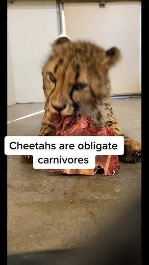 Exploring Cheetah's Diet: Fascinating Facts Revealed!