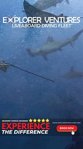 🌊 Ready for your next dive? Explore top dive sites with Explorer Ventures! | Explorer Ventures