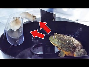 African bullfrog preys on hamsters that float by during the attraction【WARNING LIVE FEEDING】