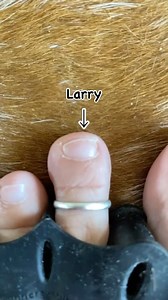 Toe Spacers: helping Bob set healthy boundaries since day 1. 🦶🏽#NotTodayLarry #FreeBob Comment “5 toes” below and we’ll send you a link to our Athletic Toe Spacers. 👣 foot health foot restoration kit toes spread em toe spreaders mobility foot shaped toe box wide toebox happy feet heathy feet ion sync earth runners sandals | Earth Runners