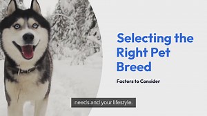 Selecting The Right Pet Breed