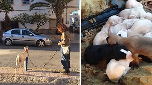 perra herida busca ayuda para sus hijos