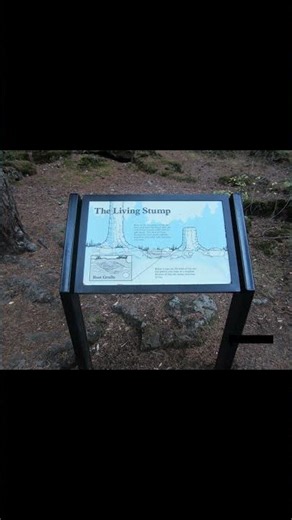 Living Tree Stump!