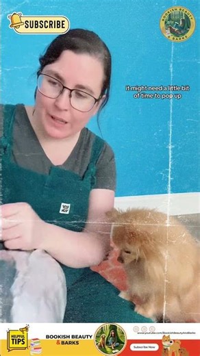 The Cutest Dog Bed Ever… Your Small Dog Will Thank You! 🐶🛏️