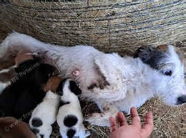 Miniature jack russle boy for new family
