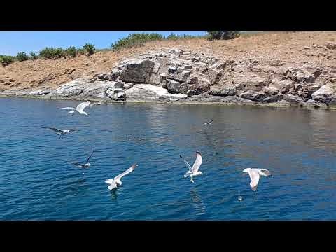 CK FIFO - Bulharsko - Slnečné pobrežie - Čajky - Eva K.