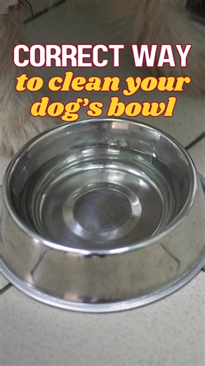 You’re probably cleaning your dog’s bowl wrong. Here’s the correct way👇 Daily Cleaning (especially for steel bowls): 👉 Add some warm water (avoid hot water for plastic bowls). 👉 Mix in a few drops of pet-safe dish soap. 👉 Let the bowl soak for 10 minutes. 👉 Scrub thoroughly using a dedicated scrubber. 👉 Rinse well and dry completely. ⭐️ IMPORTANT: Wash your dog’s bowl after every single meal. Weekly Deep Clean: 👉 Add 1/2 cup white vinegar to 2 cups of warm water, soak the bowl for 10–15 m
