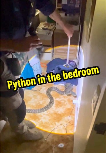 Coastal Carpet Python Surprises in Bedroom