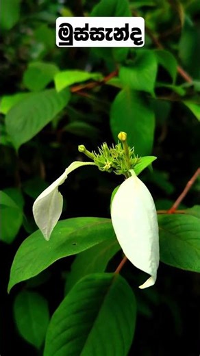 පපඩම් ගස් දැකලා තියෙනවද?