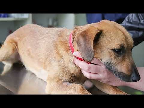 Liver Cancer in Dogs 🐕 Signs, Causes, and Life Expectancy!