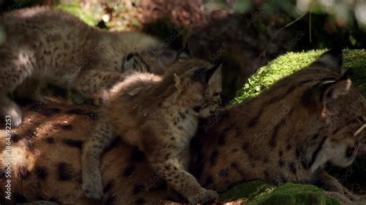 Two lynx cubs are seen climbing and playing with their mother. The playful interactions take place in a lush forest setting during daylight hours, showcasing nature's wildlife.