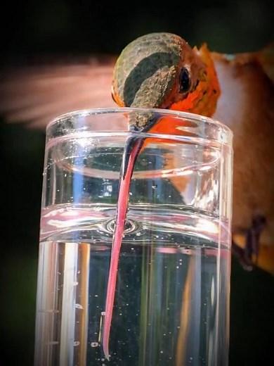 The Amazing Way Hummingbirds Drink Nectar #shorts