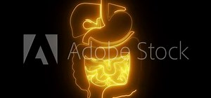 the human digestive system illustrates the journey of food from the mouth to the stomach intestines and beyond.