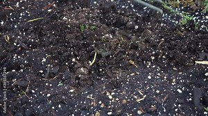 Cultivating garden soil with a hand rake