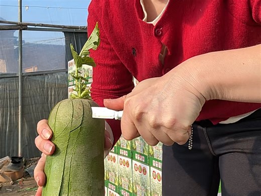 天津特产小沙窝村沙窝萝卜，马老师说这萝卜 真是太好吃了！